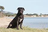 CANE CORSO 422